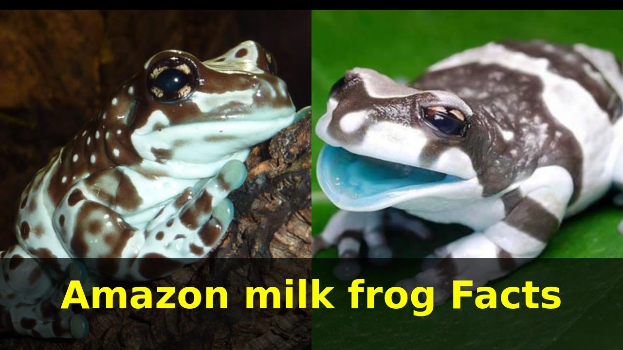 Amazon milk frog facts Also known as Mission Golden eyed tree frog