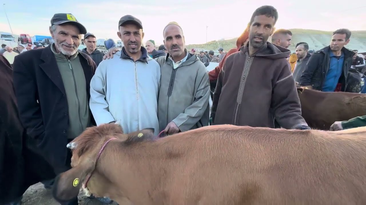 سوق الأربعاء تيسة عجلة وضروبات ثنيات وسنين لحليب اقليم تاونات 08/05/2024