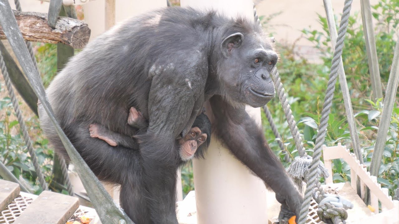 Kazumi's snack time Higashiyama Zoo Chimpanzee 202601 - YouTube