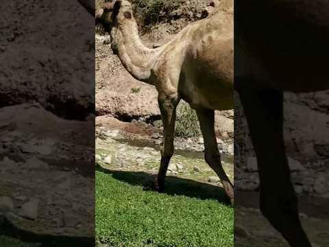 سفينة الصحراء