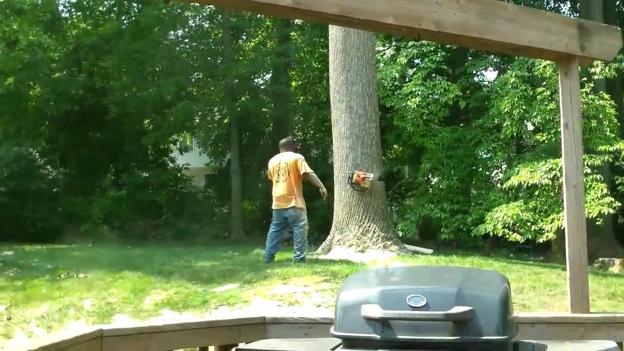 Cutting Down Big Poplar Tree (NO AUDIO) - YouTube