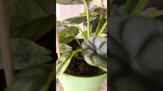 Alocasia Silver Dragon #houseplants #indoorplants #plantlover #plantparent #plants