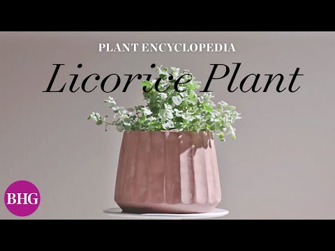 Everything You Need to Know About Licorice Plants | Plant Encyclopedia | Better Homes & Gardens