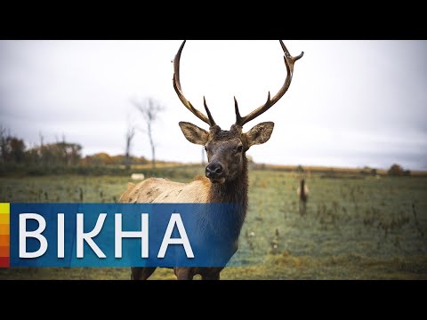 Как охотники спасли от голодной смерти девять раненых косуль | Вікна-Новини