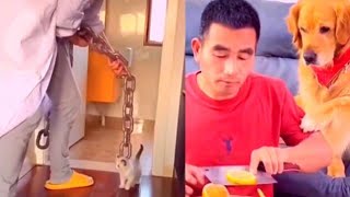 Cute Funny Animals Oops Moment Animals