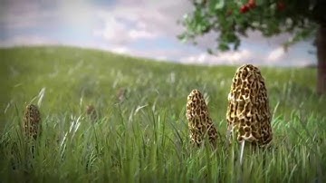 Random Stuff Made in Blender