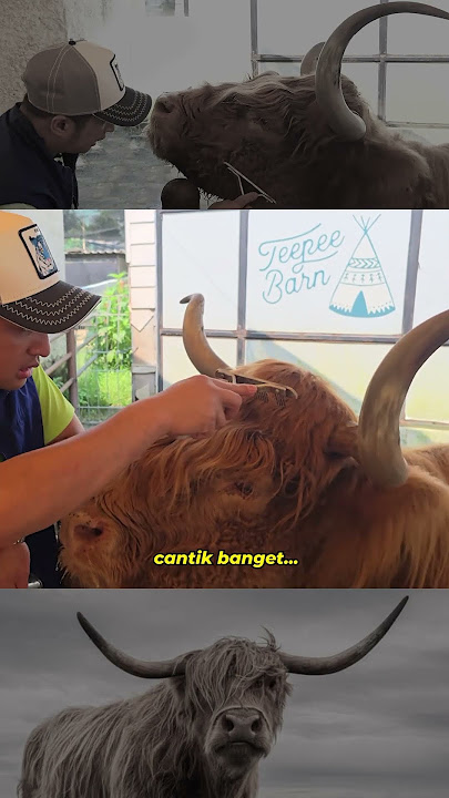 Teman janoko???! #shorts #sapi #viral #irfanhakim