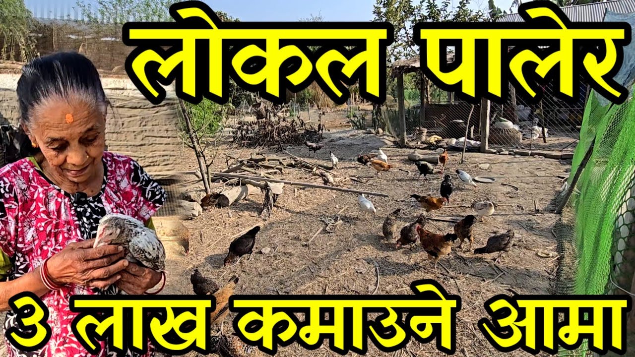 83 बर्से आमाले तीन बिगाहामा  लोकल कुखुरा पालेर तीन लाख कमाउदै ,free renge chicken farming