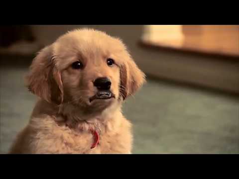 Vidéo: 5 films de chiens pour adultes