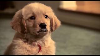 Six Chiens Sinon Rien