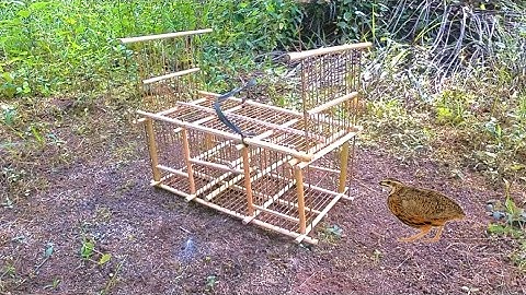 🔴Cara mudah menjebak burung puyuh | test sangkar pikat tradisional
