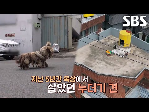 5년간 <strong>옥상에서</strong> 방치되어 있던 누더기 견의 사연