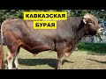 Разведение Кавказской бурой породы коров как бизнес идея | КРС | Кавказская бурая корова