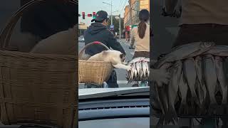 Diese katze ist so schlau