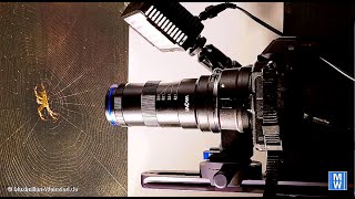 motorised video macro focus stacking  f=4 with #edelkrone SliderPlus, #Laowa 5X and #HeliconFocus