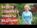 Срочно сделайте это для томатов в августе. Подкормка томатов. Защита томатов от фитофторы.