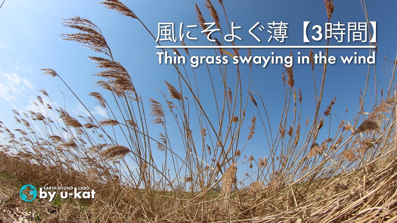 【ASMR自然音】風にそよぐ薄／Thin grass swaying in the wind｜勉強・作業・睡眠用BGM・快眠・リラックス｜ Study/Work /Sleep/Relax