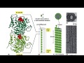 #cellbiology#cytoskeleton part-1 #imp topic for CSIR NET LIFE SCIENCES/IITJAM/GATE LIFE SCIENCES