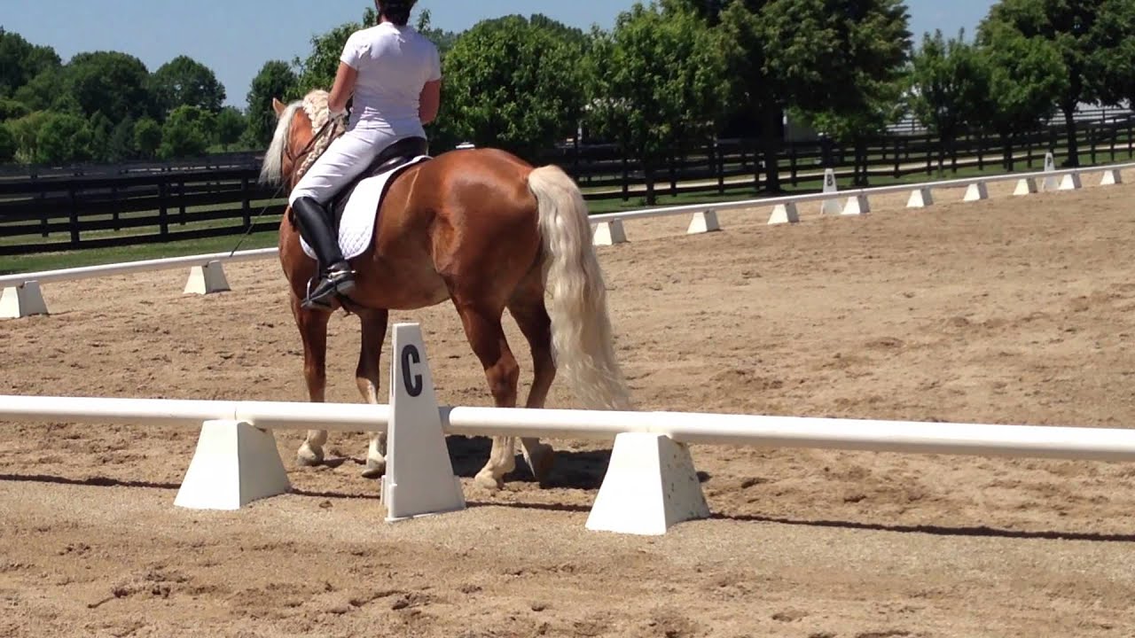 Haflinger In Not Haflinger In Not