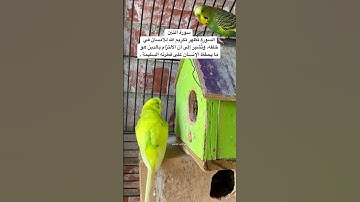 #سورة_التين #قرآن #المصحف #عبدالباسط_عبدالصمد #مصر #طيور #البادجي #quran #birds #budgies #america