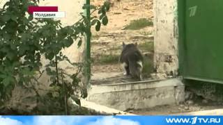 Наркотики в Тюрьму Доставлял Кот. 2013 Наркотики в Тюрьму Доставлял Кот. 2013