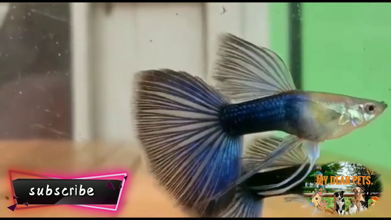 Guppy easy growing tips YouTube