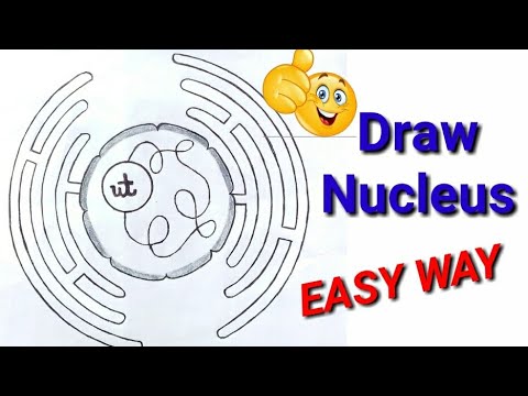 how to draw diagram of nucleus | how to draw nucleus | how to draw