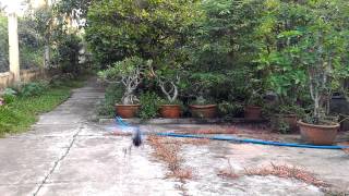 Wltoys v977 boom pitch test
