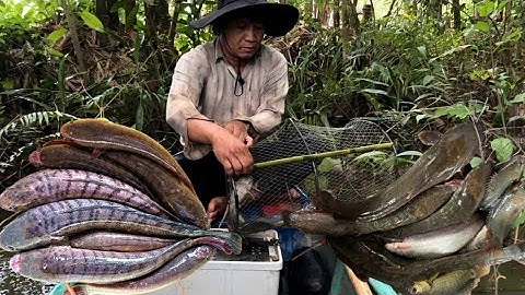 Đặt lờ mùa nước lũ đồng tháp vô mánh lờ cá lóc cá trê #batcadong #fishing #mientay #fish 
