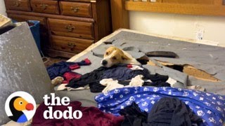 Stray Mama Dog Hid All Her Babies Under A Bed In An Abandoned House | The Dodo Stray Mama Dog Relaxes When Her Puppies Are Finally Safe The Dodo