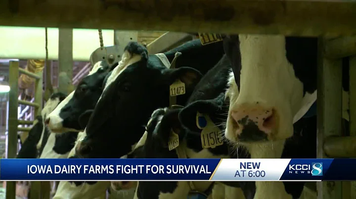 Iowa produces record-breaking 5.4 billion gallons of milk, but people are drinking less