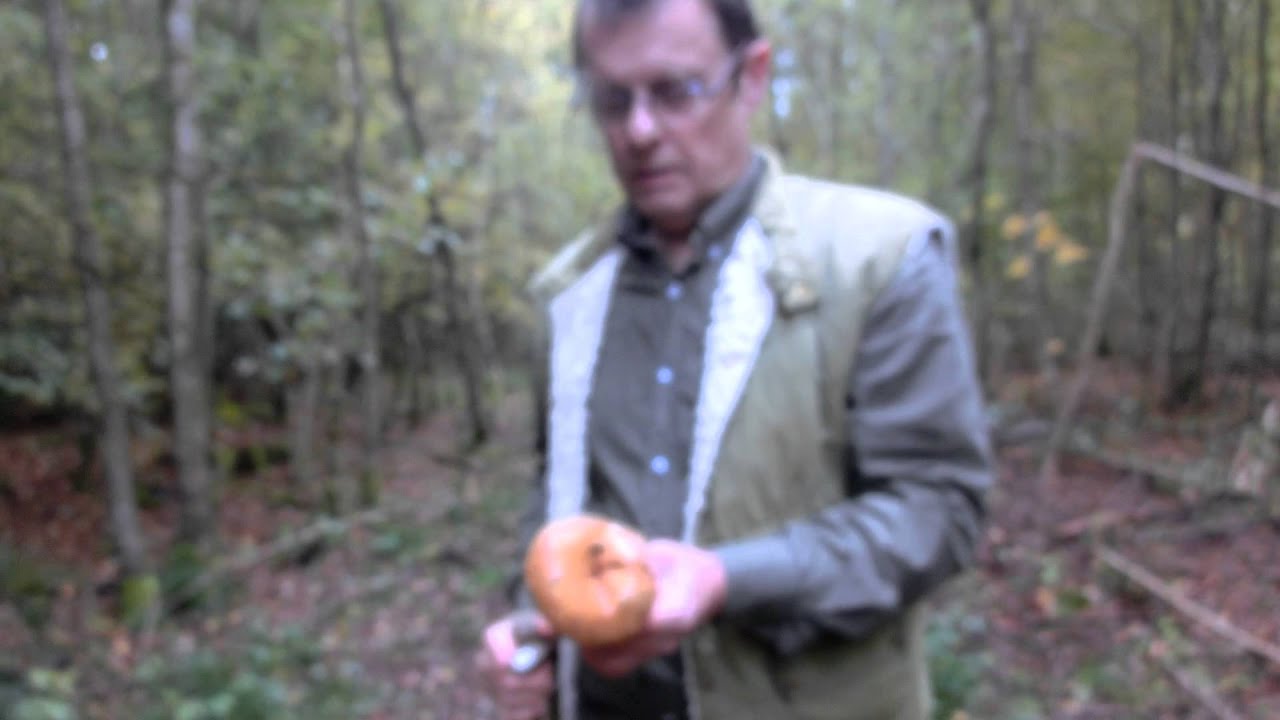 2013 10 20 Paxille enroulé