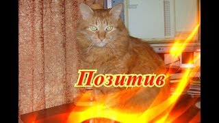 Смешные кошки коты собаки Позитив Создай себе хорошее настроение Смешные кошки коты собаки Позитив Создай себе хорошее настроение