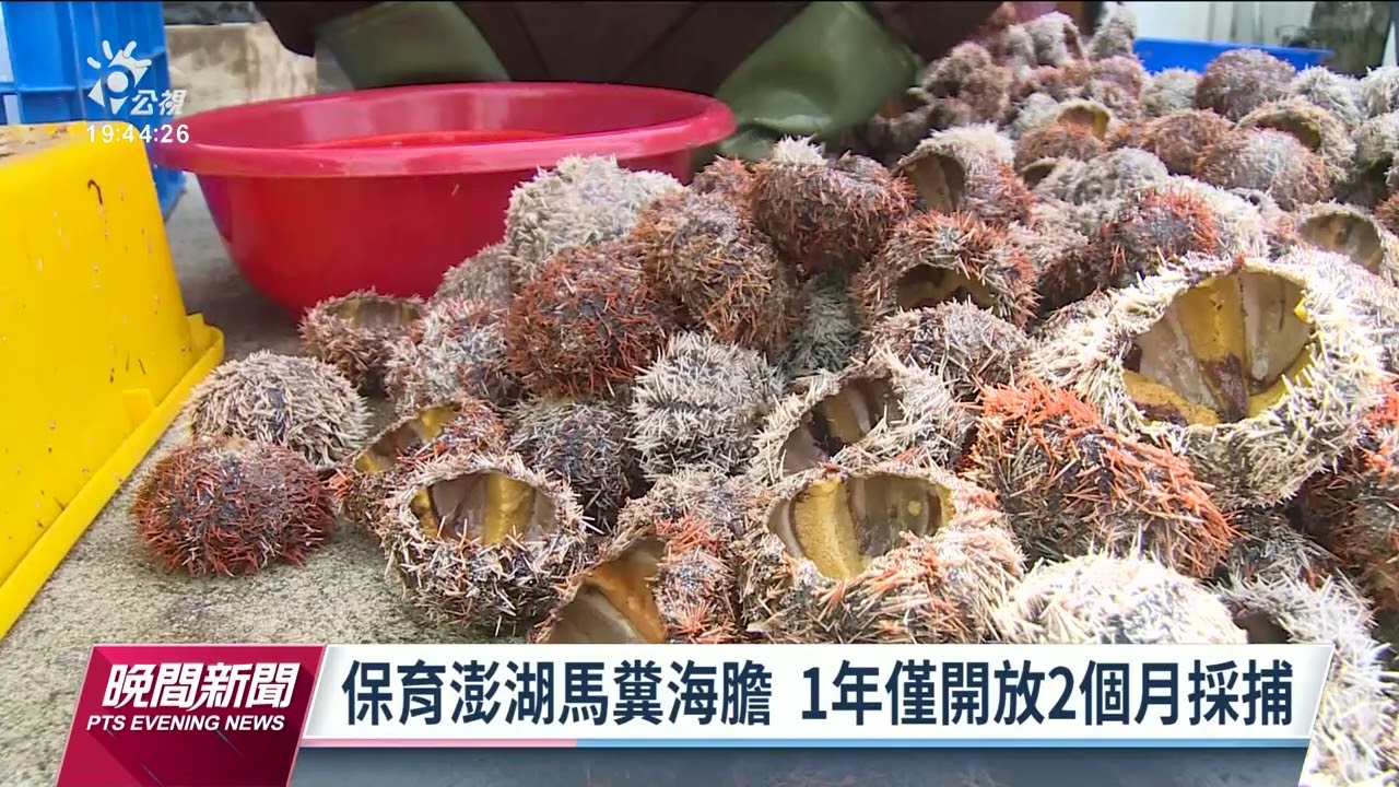 澎湖馬糞海膽採捕至8月底只能採捕殼徑8公分以上 公視新聞網pnn 澎湖馬糞海膽採捕至8月底只能採捕殼徑8公分以上 公視新聞網pnn