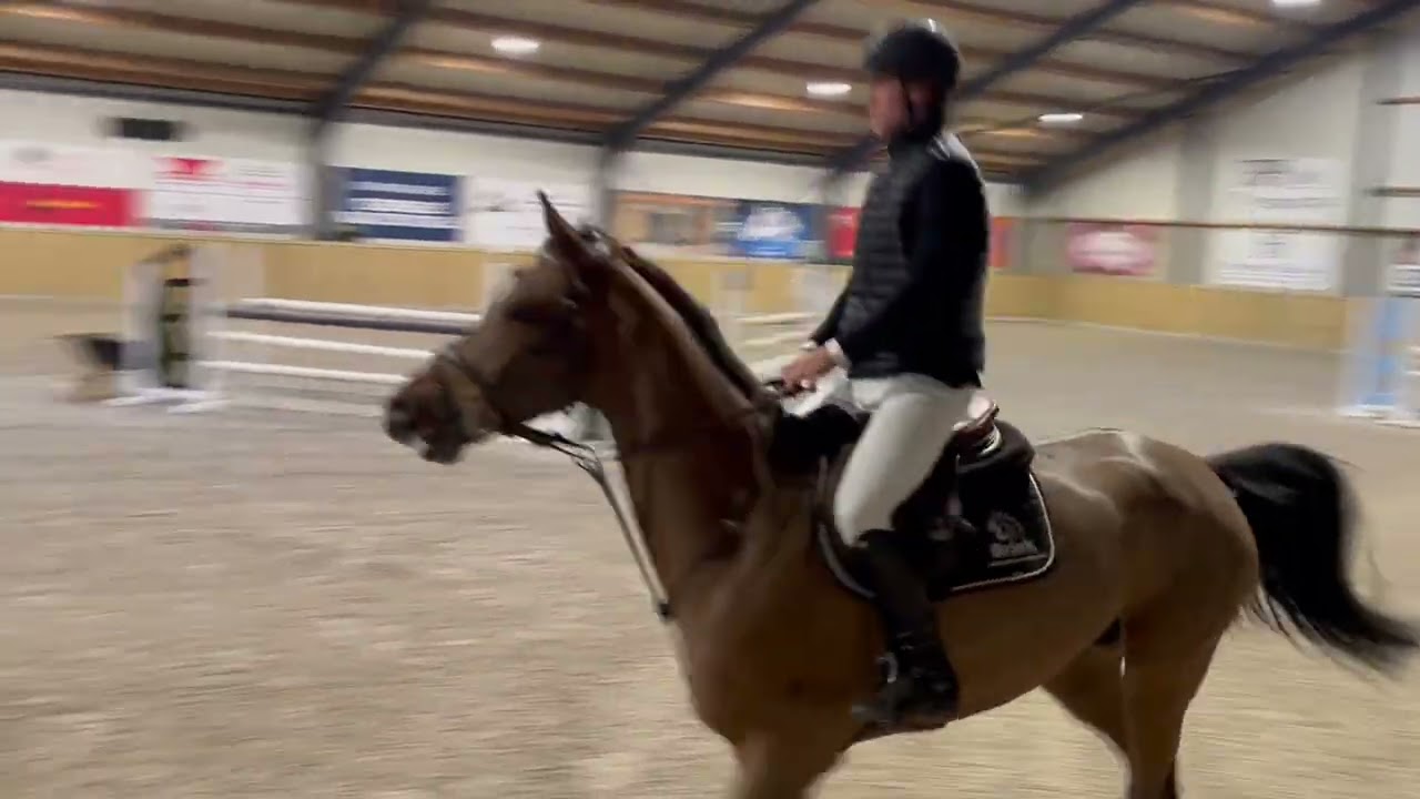 SOLD🇮🇹 2018 gelding by Verdi TN