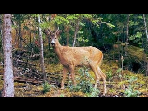 "espectacular y único" muestra el momento en que un ciervo muda la cornamenta