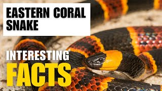 What Are the Most Interesting Facts About Eastern Coral Snake? | Interesting Facts | The Beast World