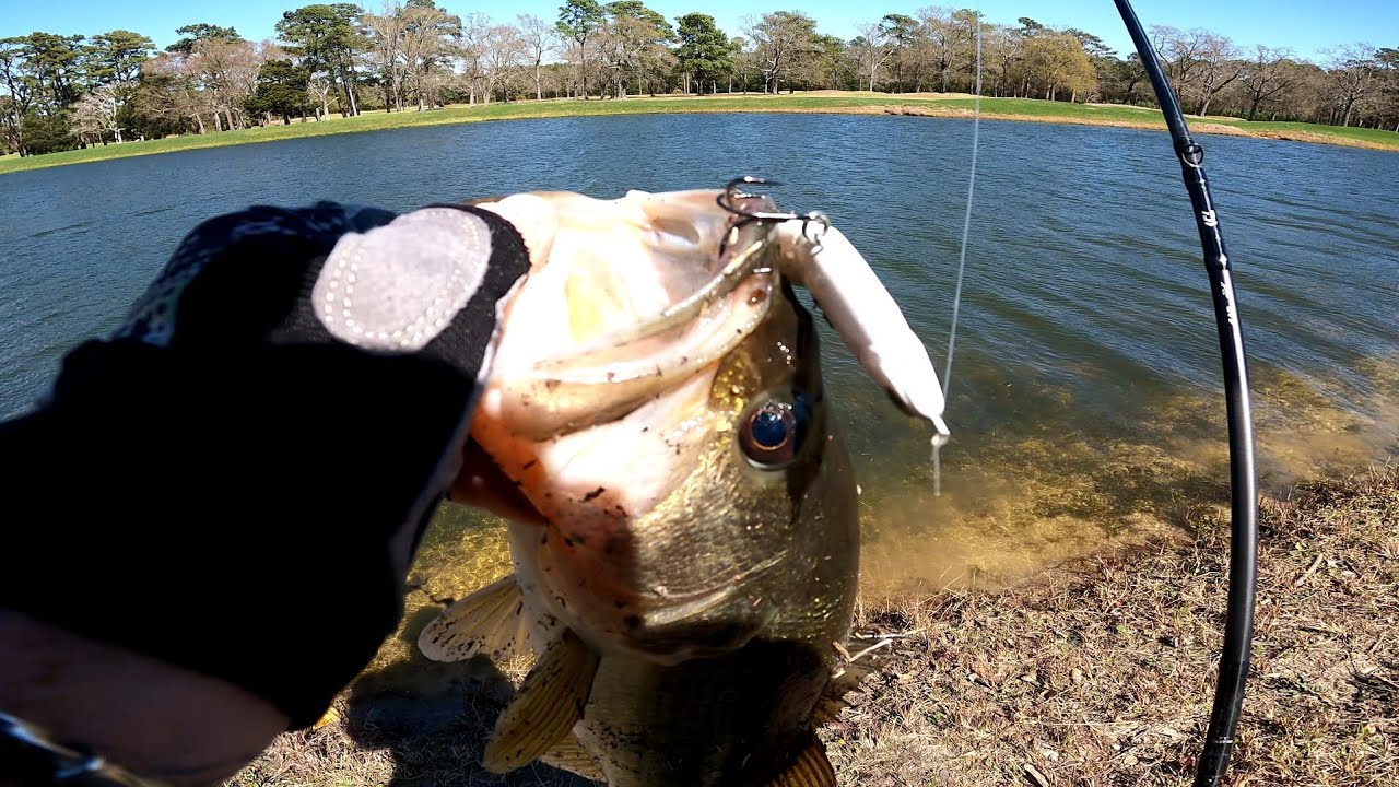 prespawn bass fishing with chatterbait glidebait and swimjig