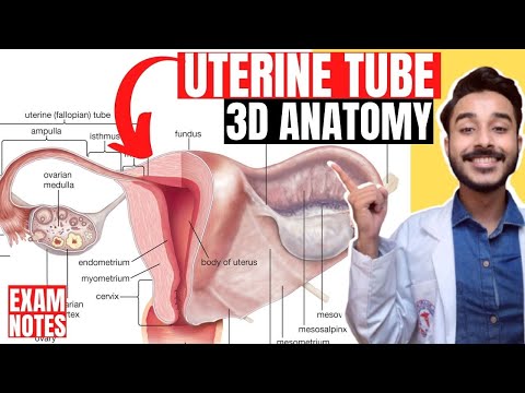uterine tube anatomy