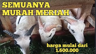 Update on prices for Garut Petetan sheep and breeding sheep with young