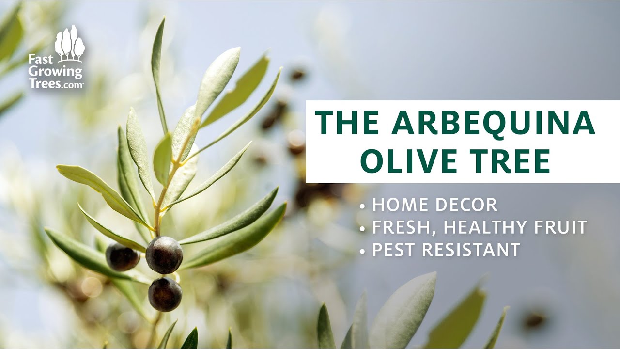 YouTube Video Banner of Arbequina Olive Tree 