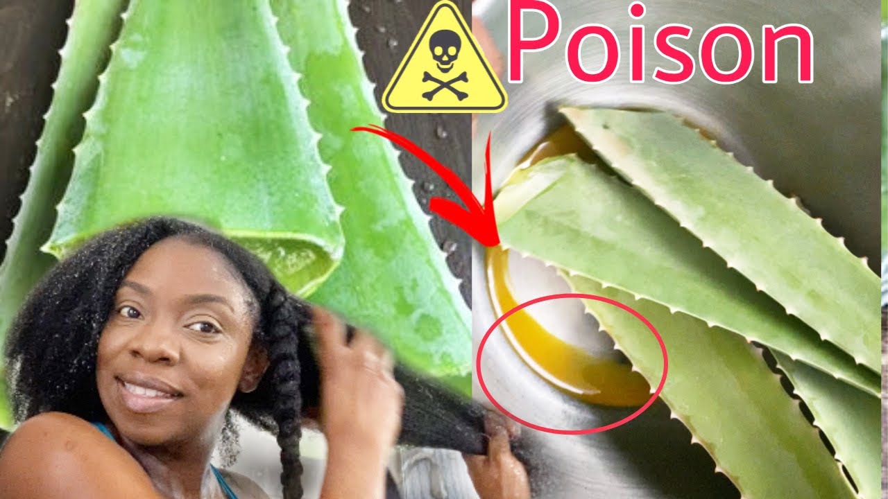 HOW TO REMOVE POISON FROM ALOE VERA FOR HAIR GROWTH to Avoid Cancer