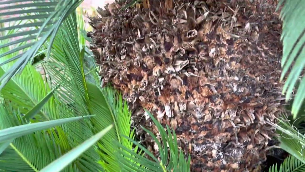 Sago Palm cold weather recovery after 2 years post Texas icepocolypse
