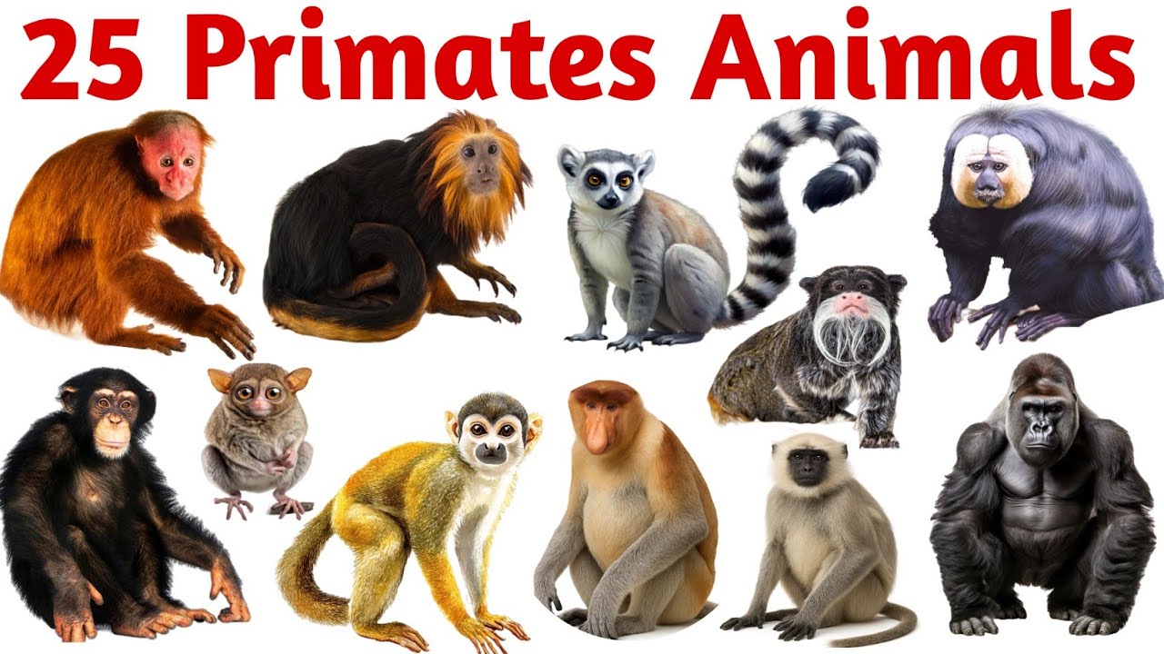 Primate Names 🐒🦍🦧 | Primates Name For Kids | Monkeys and Apes | animal names | जंगली जानवरों के नाम