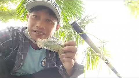 Câu cá rô đồng giật sướng tay ( săn bắt ag)#caucarodong#sanbatag