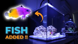 Ep. 3 First Fish Added into the Waterbox Cube 20 | Blue Reef Tank