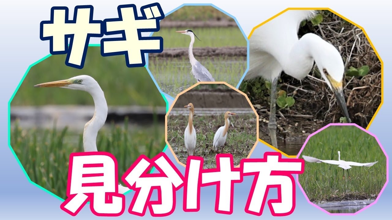 サギの見分け方 ダイサギ チュウサギ コサギ アマサギ アオサギ Youtube