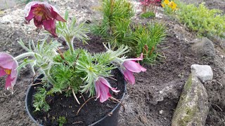 СОН-ТРАВА(Pulsatilla vulgaris)-саджаємо весною на альпійську гірку.