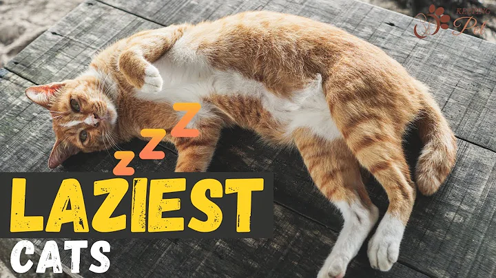 Watch the video about Meet the 10 Laziest Cat Breeds
