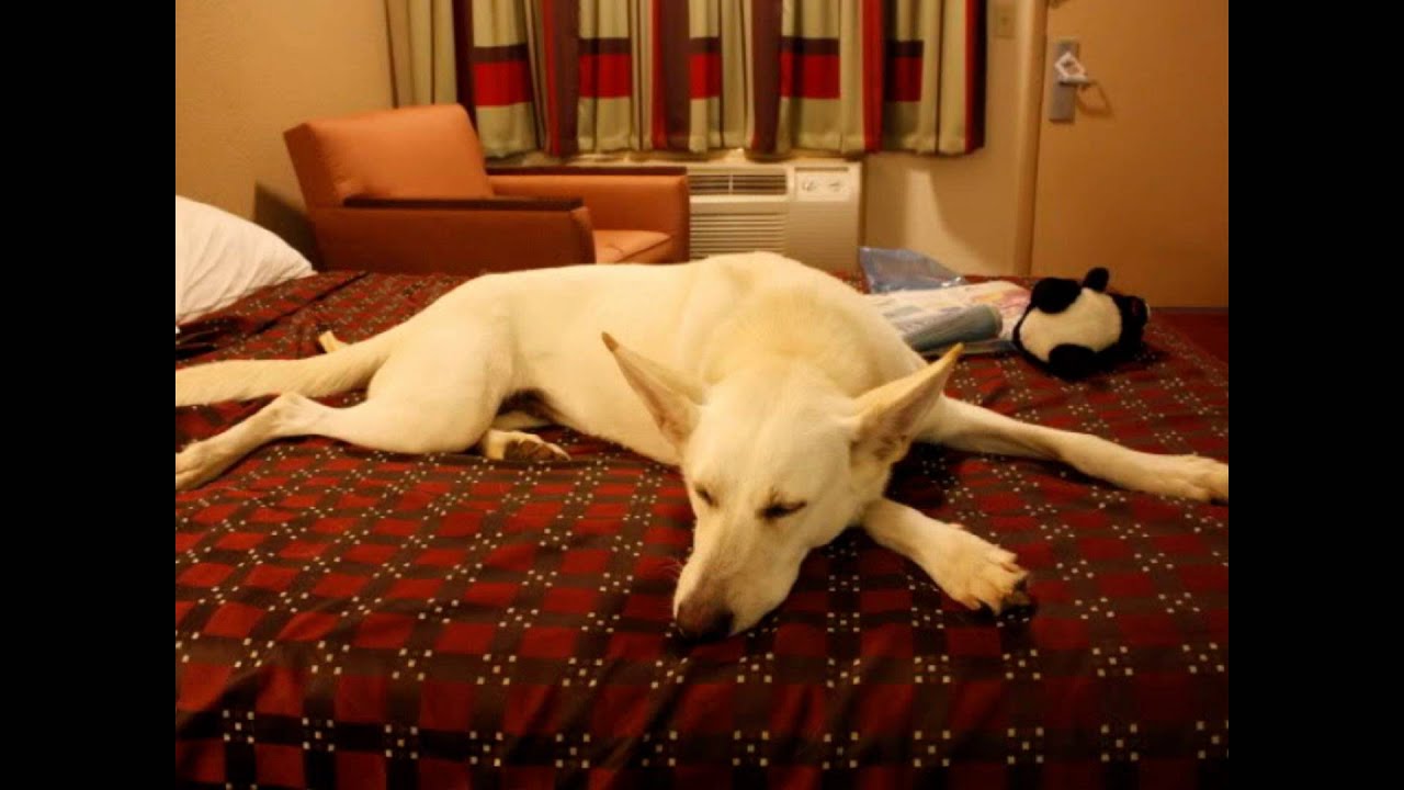Red Roof Inn loves pets YouTube